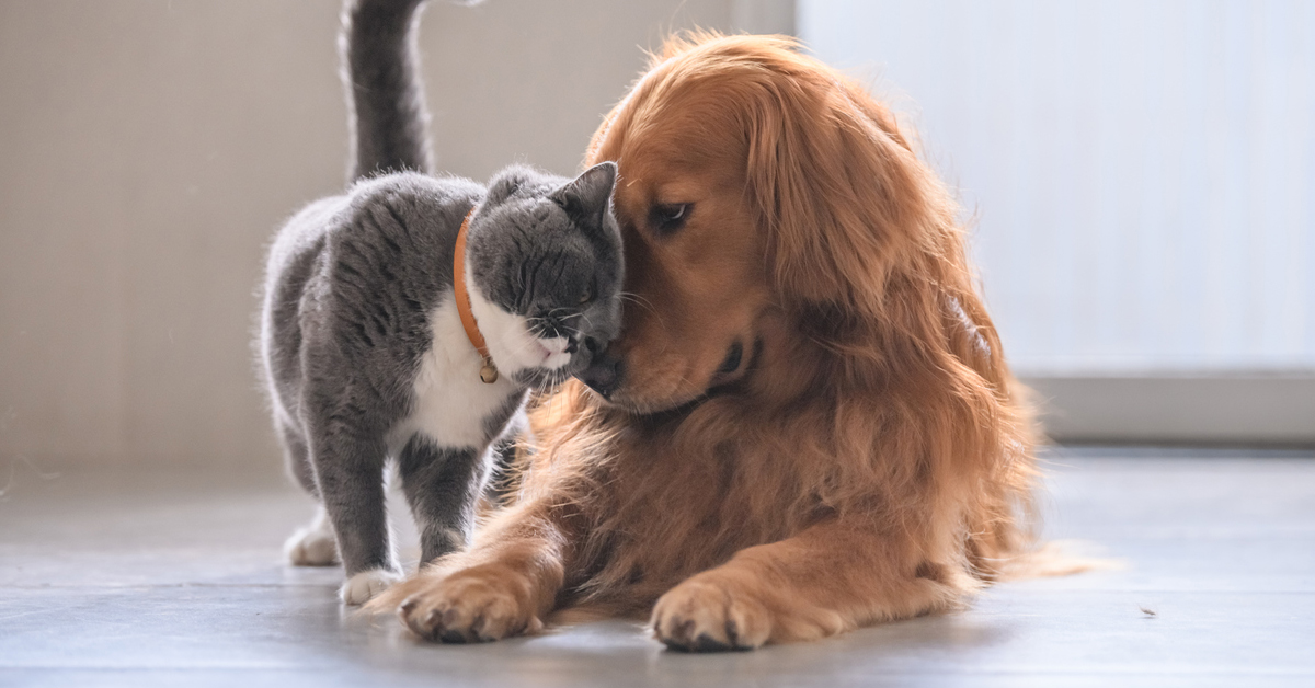 a cat sitting next to a dog