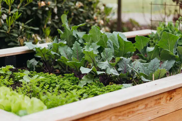 A wooden garden bed containing a variety of leafy greens.
