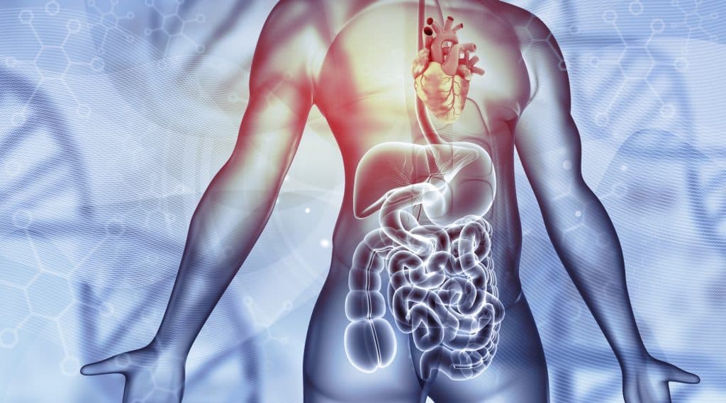 A medical illustration of the human digestive system.